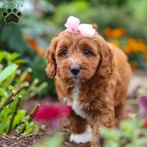 Dixie, Cavapoo Puppy
