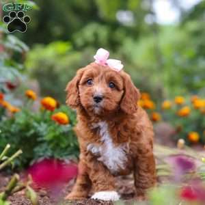Dixie, Cavapoo Puppy
