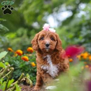 Dixie, Cavapoo Puppy