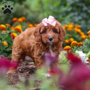 Dixie, Cavapoo Puppy