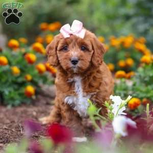 Dixie, Cavapoo Puppy