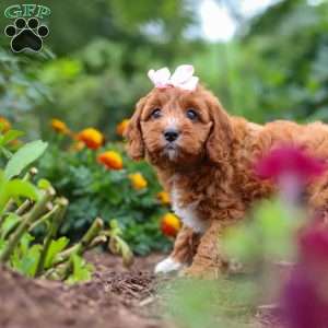 Dixie, Cavapoo Puppy
