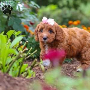 Dixie, Cavapoo Puppy