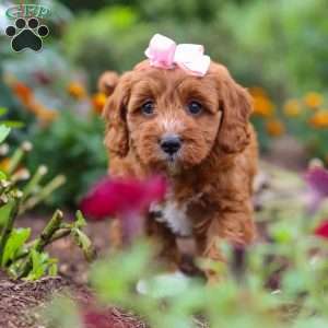 Dixie, Cavapoo Puppy