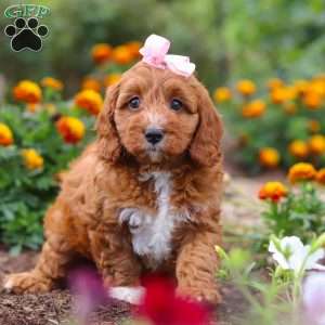 Dixie, Cavapoo Puppy