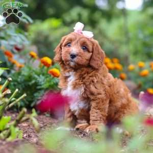 Dixie, Cavapoo Puppy
