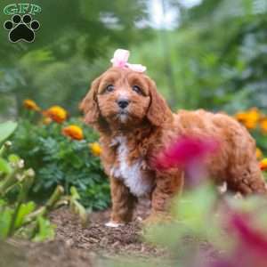Dixie, Cavapoo Puppy