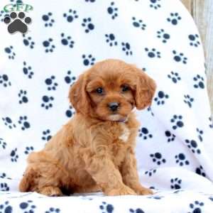 Dixie, Cavapoo Puppy