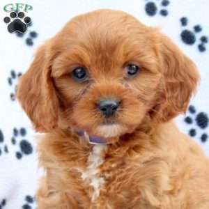 Dixie, Cavapoo Puppy