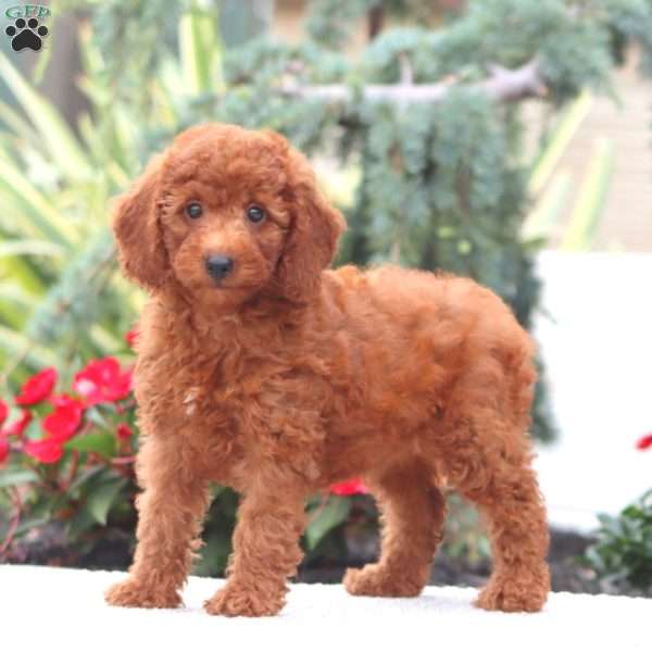 Dixie, Miniature Poodle Puppy
