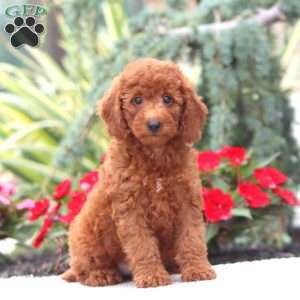 Dixie, Miniature Poodle Puppy
