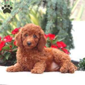 Dixie, Miniature Poodle Puppy