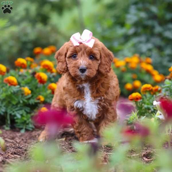 Dixie, Cavapoo Puppy