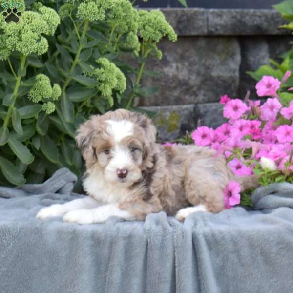 Dixon, Mini Aussiedoodle Puppy