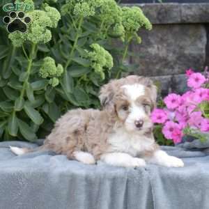 Dixon, Mini Aussiedoodle Puppy