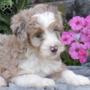 Dixon, Mini Aussiedoodle Puppy