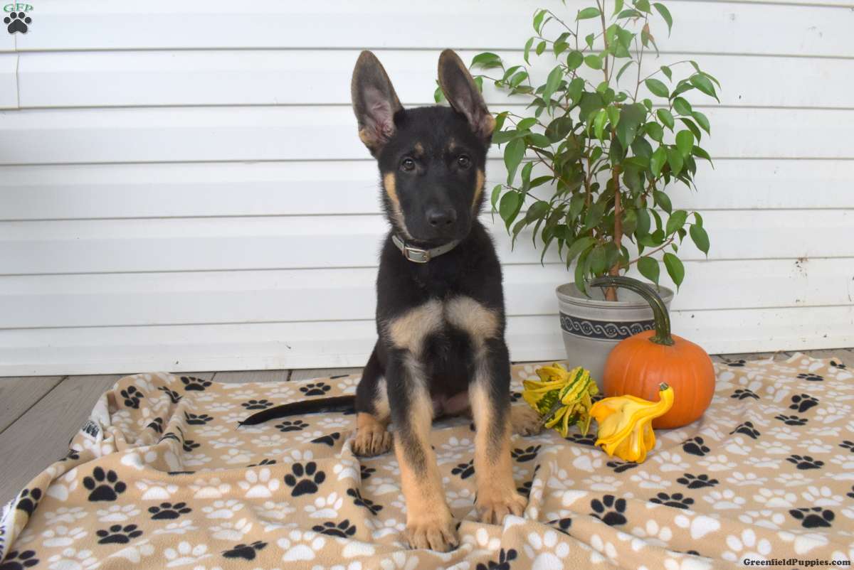 Dodger (German Shepherd, Male) in Christiana, PA