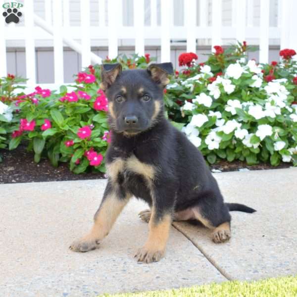 Dodger, German Shepherd Puppy
