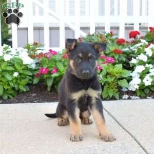 Dodger, German Shepherd Puppy