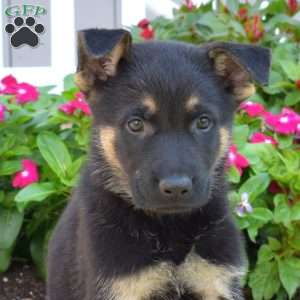 Dodger, German Shepherd Puppy