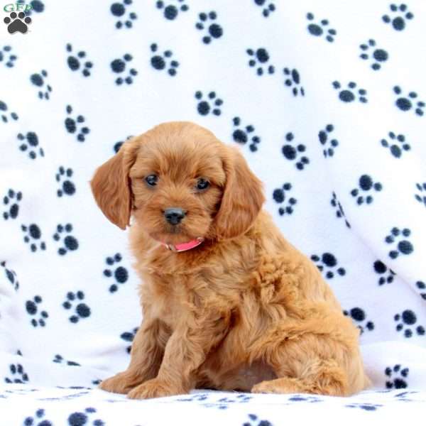 Dolly, Cavapoo Puppy