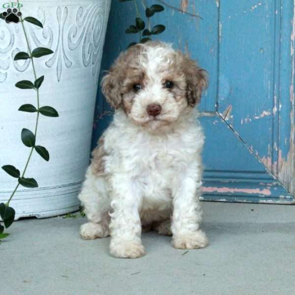 Dolly, Miniature Poodle Puppy