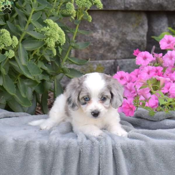 Dolly, Mini Aussiedoodle Puppy