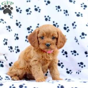 Dolly, Cavapoo Puppy