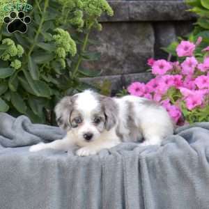 Dolly, Mini Aussiedoodle Puppy