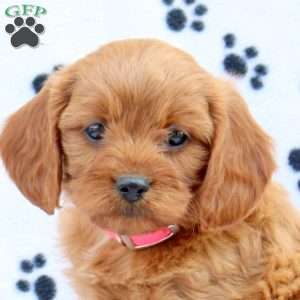 Dolly, Cavapoo Puppy