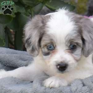 Dolly, Mini Aussiedoodle Puppy