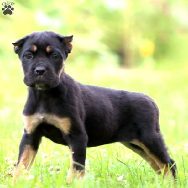 Dolly, Cane Corso Puppy