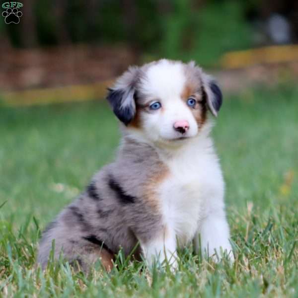 Dolly, Miniature Australian Shepherd Puppy