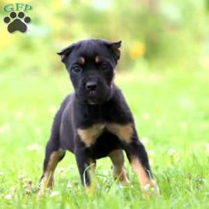 Dolly, Cane Corso Puppy