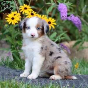 Dolly, Miniature Australian Shepherd Puppy