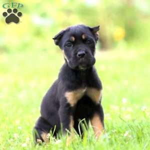 Dolly, Cane Corso Puppy