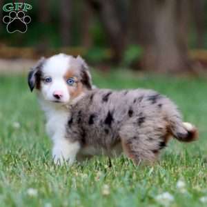Dolly, Miniature Australian Shepherd Puppy