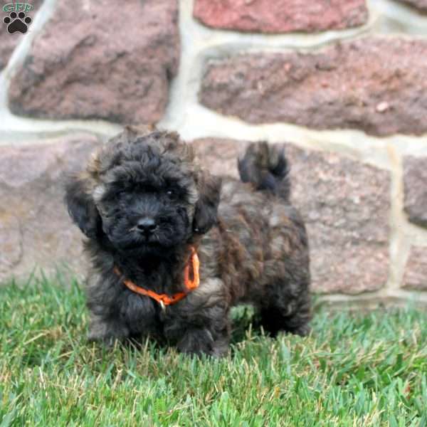 Dom, Havapoo Puppy