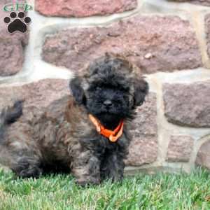 Dom, Havapoo Puppy