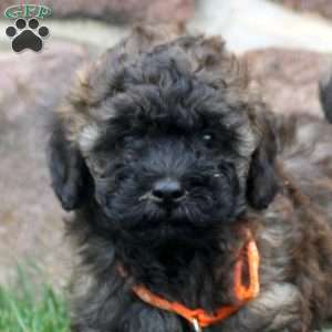 Dom, Havapoo Puppy