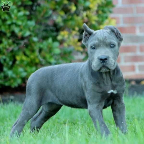 Donna, Cane Corso Puppy