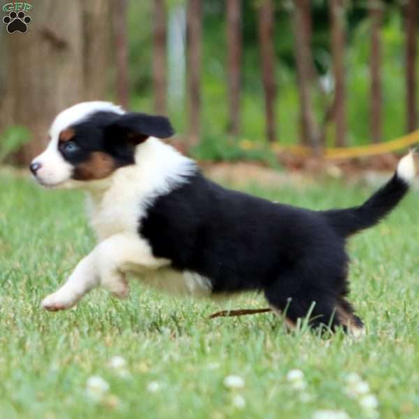 Donna, Miniature Australian Shepherd Puppy