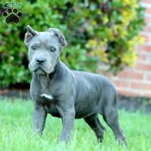 Donna, Cane Corso Puppy