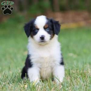 Donna, Miniature Australian Shepherd Puppy