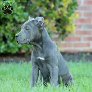Donna, Cane Corso Puppy
