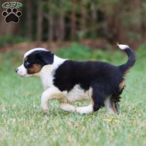 Donna, Miniature Australian Shepherd Puppy