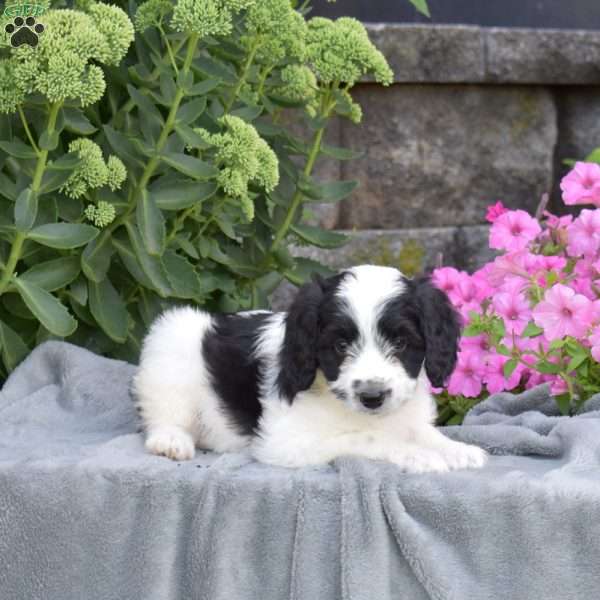 Doodle, Mini Aussiedoodle Puppy