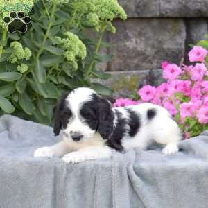 Doodle, Mini Aussiedoodle Puppy
