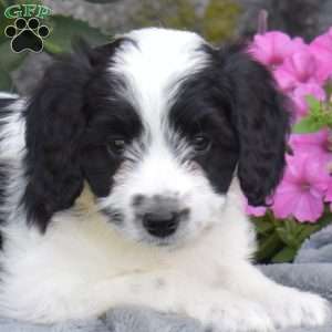Doodle, Mini Aussiedoodle Puppy