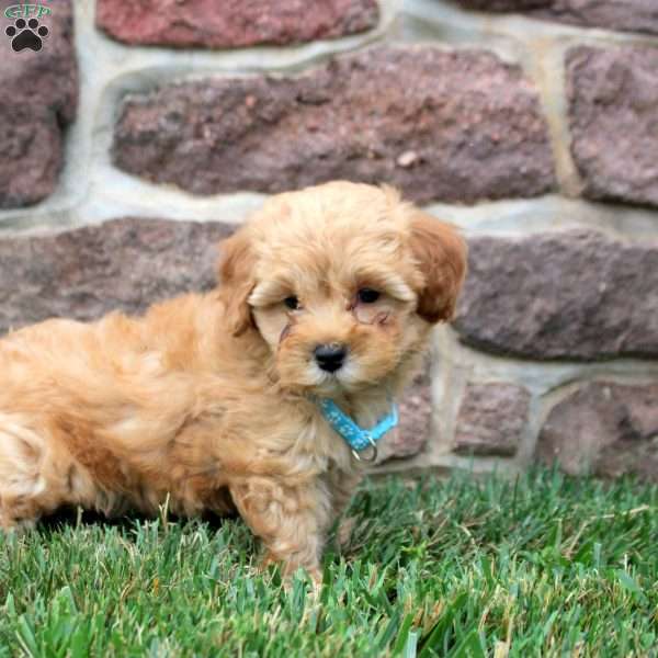 Dorian, Havapoo Puppy